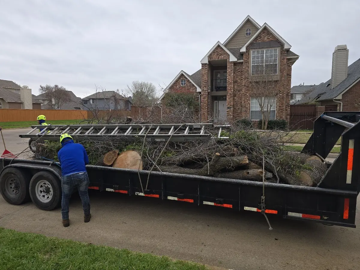 Expert Tree Removal with proper safety equipment in Callao